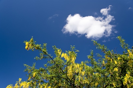 tree in springtimeの写真素材