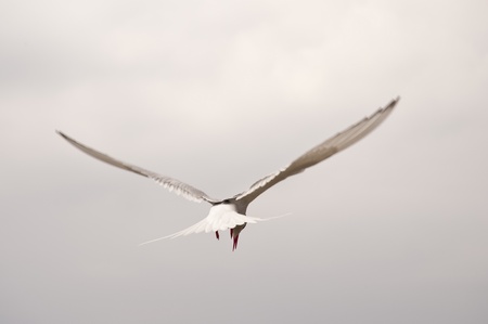 tern at the coast of st. peter-ording / germanyの写真素材