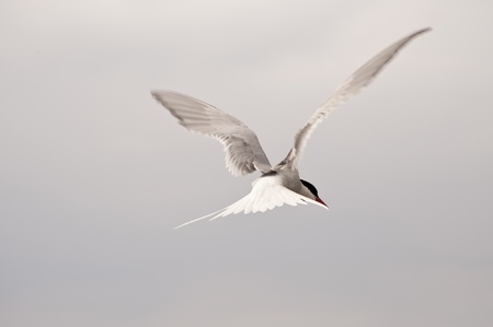 tern at the coast of st. peter-ording / germanyの写真素材