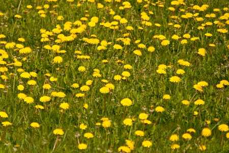 meadow of dandelionの写真素材