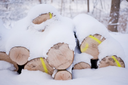 snowy winter scene in a wood