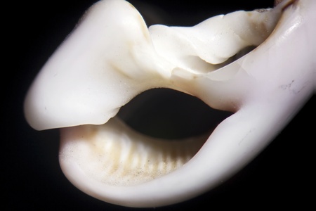 Close up of a snail shellの写真素材