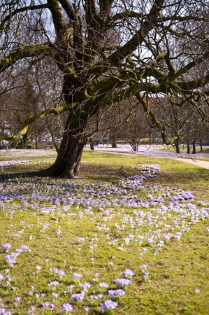 Crocus bloom in Kiel, Germanyの写真素材