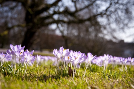 Crocus bloom in Kiel, Germany