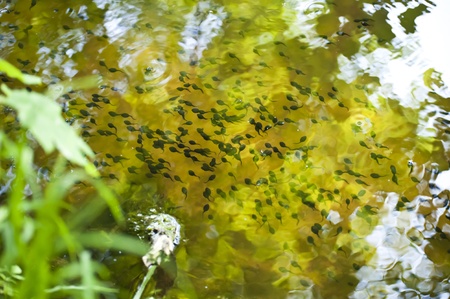 Tadpoles in a pondの写真素材