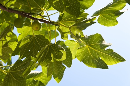 Fig Tree on Samosの写真素材