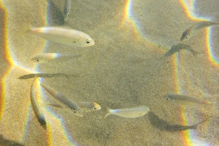 Underwaterの写真素材