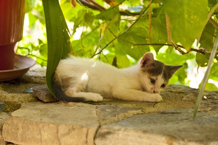 Kitten on Samosの写真素材