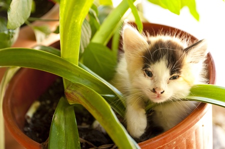 Kitten on Samosの写真素材