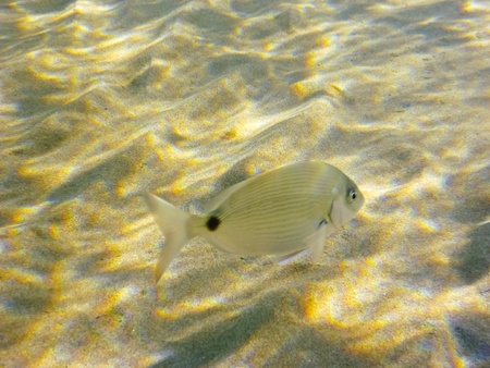 Underwater in the aegeanの写真素材