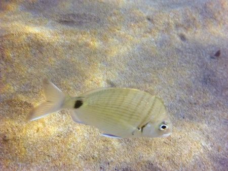 Underwater