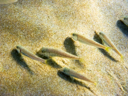 Underwaterの写真素材