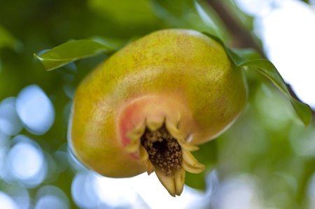 Pomegranateの写真素材