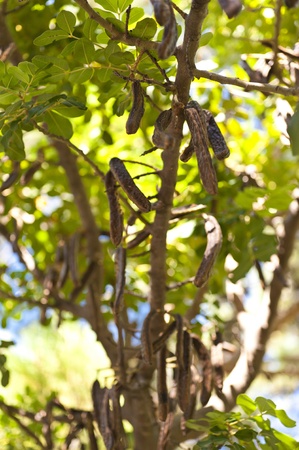 Baobab treeの写真素材