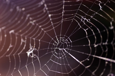 Spider Webの写真素材