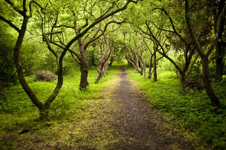 Old Gardenの写真素材