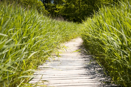 Wooden path