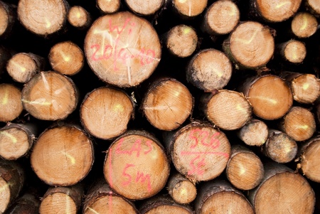 Stack of Wood