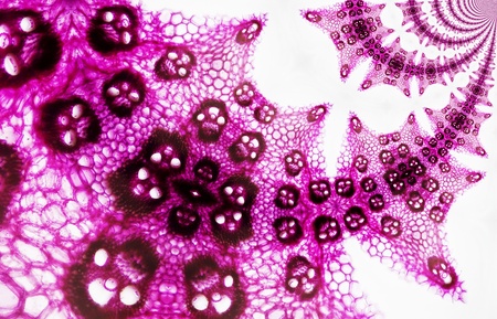 Micro Photo of Corn Cellsの写真素材