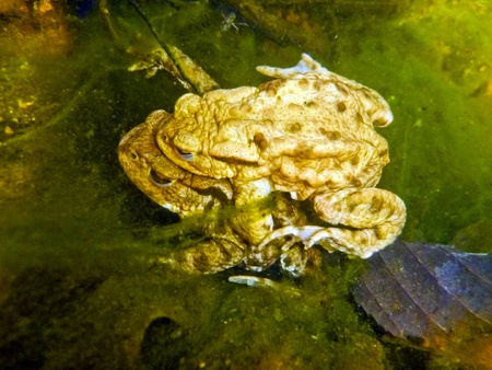 Common Toad Bufo Bufoの写真素材