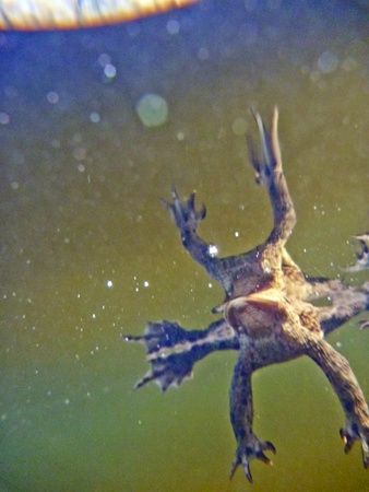 Common Toad Bufo Bufoの写真素材