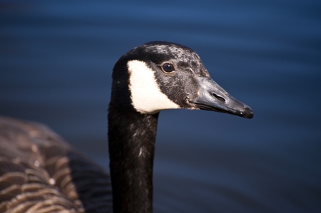 Barnacle Gooseの写真素材