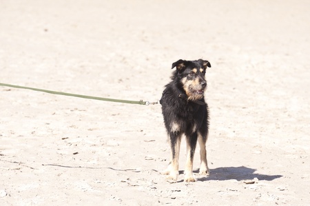 Young Dog
