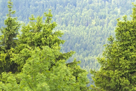 Thuringian Forest
