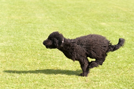 Dog Raceの写真素材