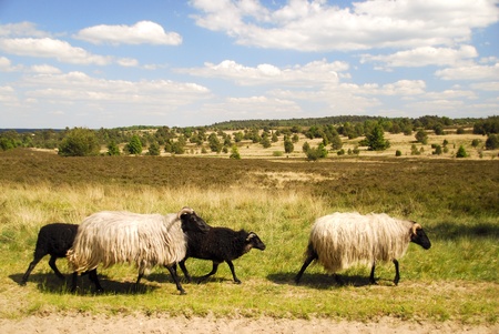 Luneburg Heathの写真素材