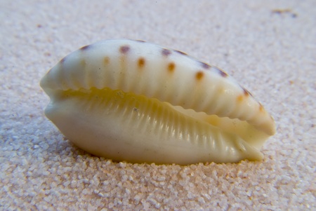 Seashell