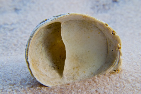 Seashell