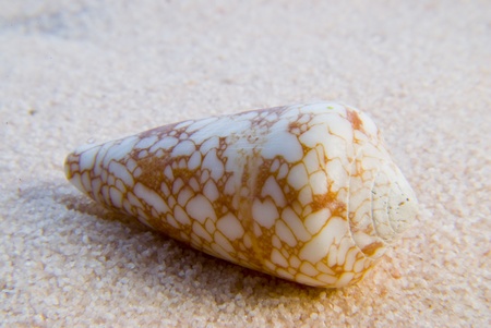 Seashellの写真素材