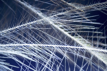 Microphoto of a Featherの写真素材