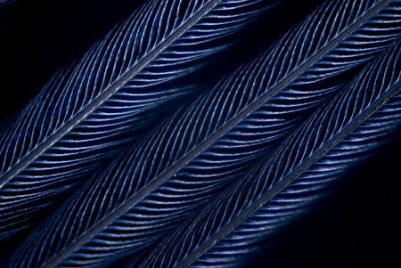 Microphoto of a Featherの写真素材