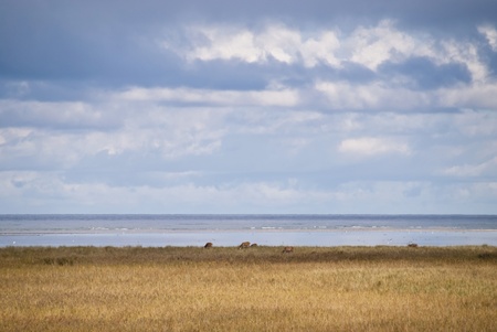 Coastal area in Darss, Germanyの写真素材