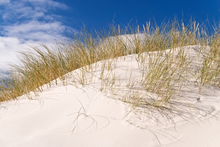 Coastal area in Darss, Germany