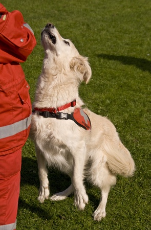 Rescue Dog Rescue Dog