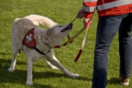 Rescue Dogの写真素材