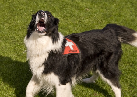 Rescue Dog Rescue Dog