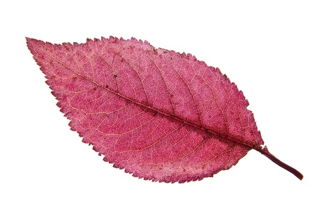 Autumnの写真素材