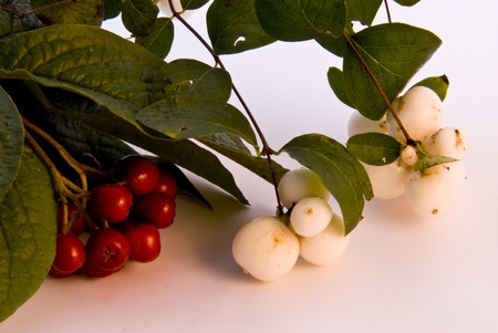 Autumnの写真素材