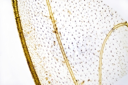 Microphoto Wing of a Beeの写真素材