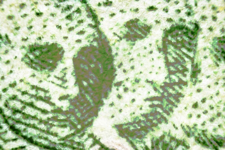 Micro Photo of a Bank Note