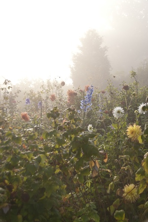 Flowers with dewdrops in the morningの写真素材