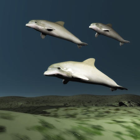 School of Dolphinsの写真素材