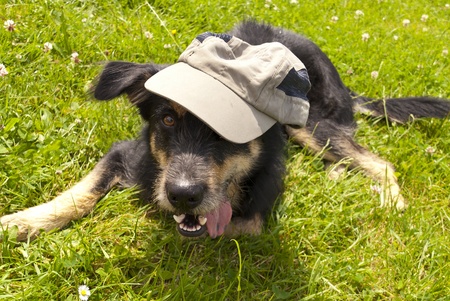 Yound crossbreed Dogの写真素材