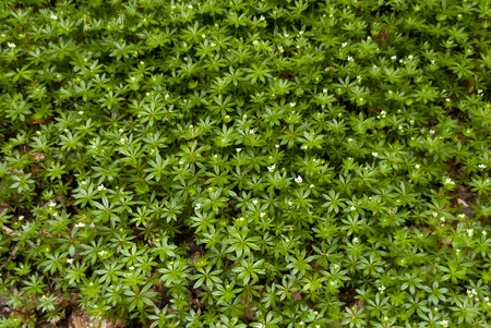 Woodruff in a Forest in Germanyの写真素材