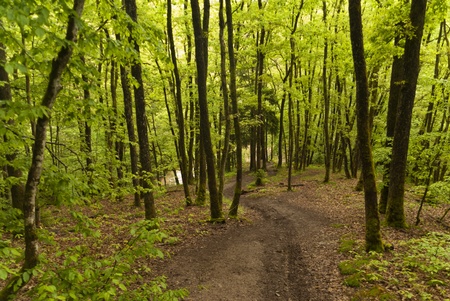 On the Hiking Trail Eifelsteig in the Eifel, Germany