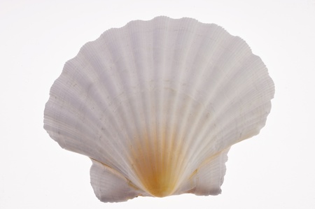 Close up of a Seashell, cutoutの写真素材